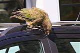 Kea